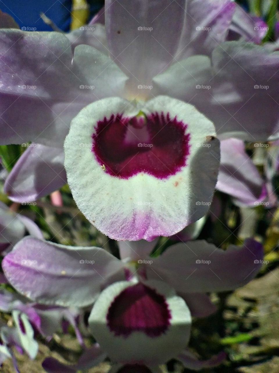 Orquidea olho de boneca.