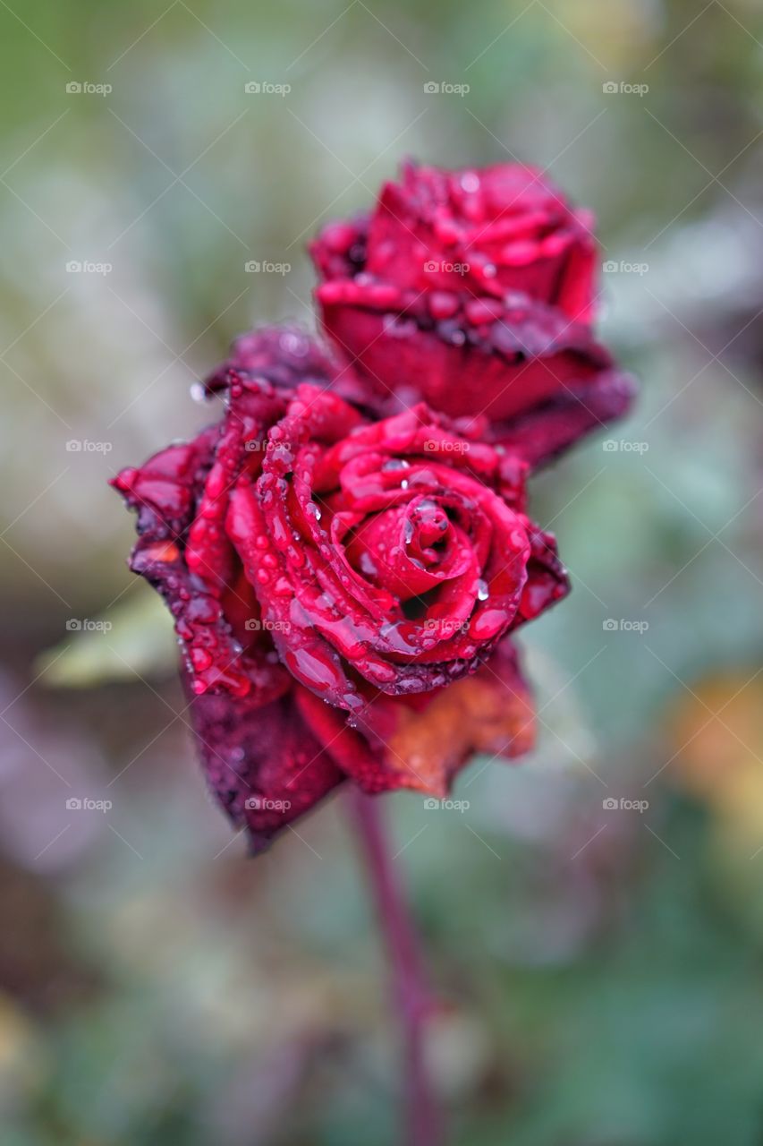Roses in the rain.