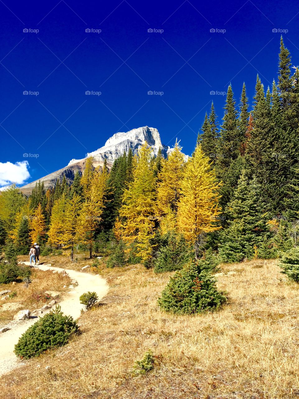 Scenic view of nature