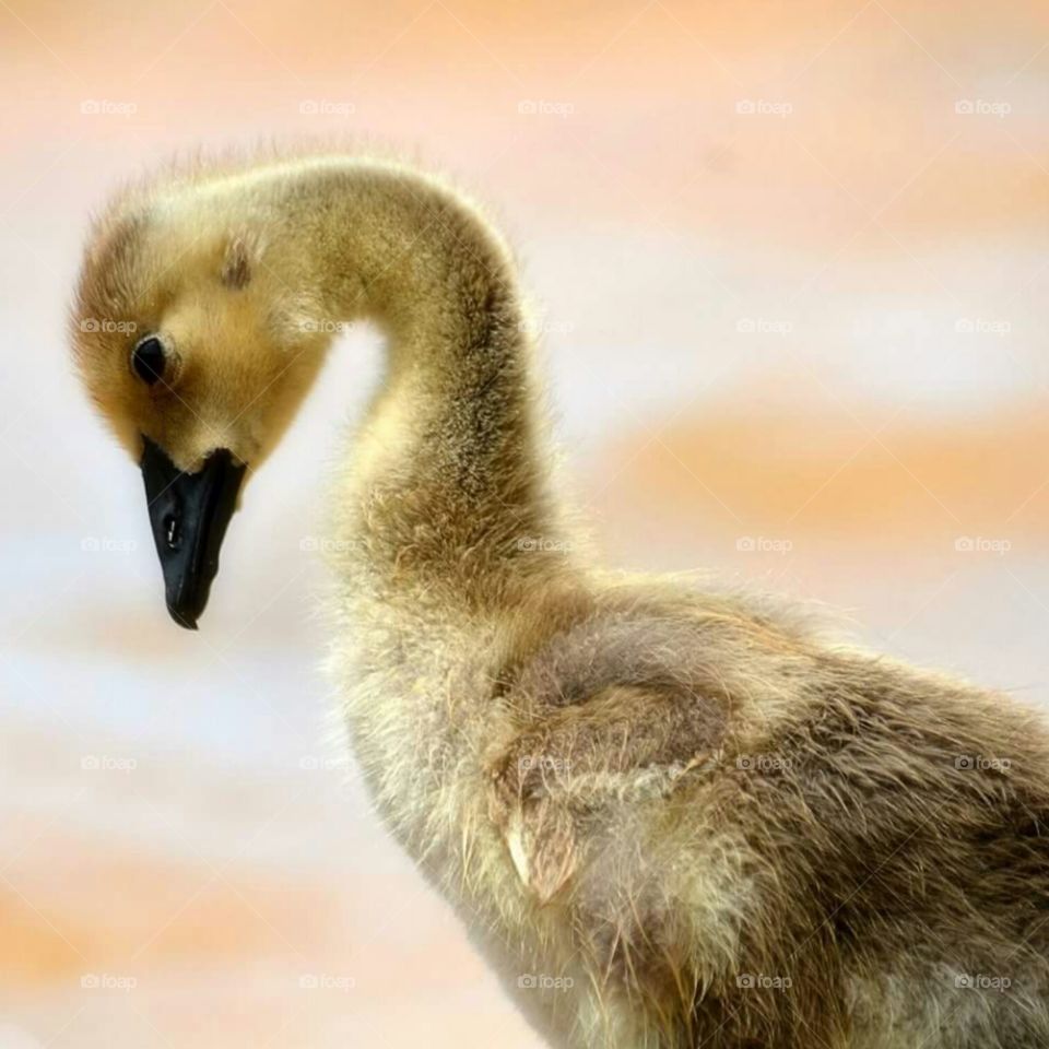 Baby Gosling