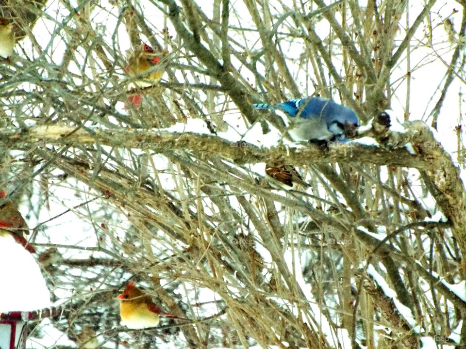 Birds in our yard