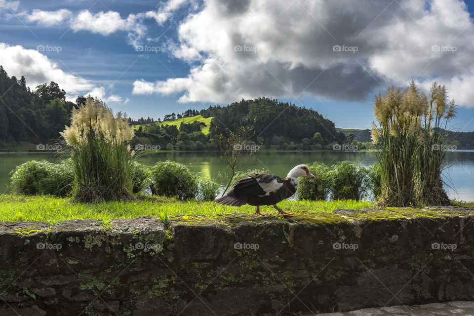 Walking around Lagoa da Furnas, Sao Miguel island, Azores, Portugal.