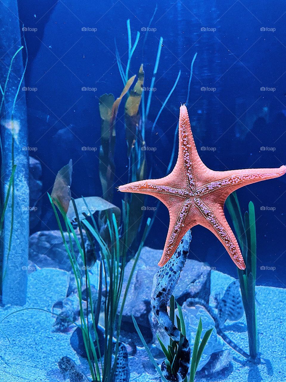 Portrait of a starfish, starfish in an aquarium, bright pink starfish, under the water in a tank, Newport Aquarium, tanks at the aquarium 