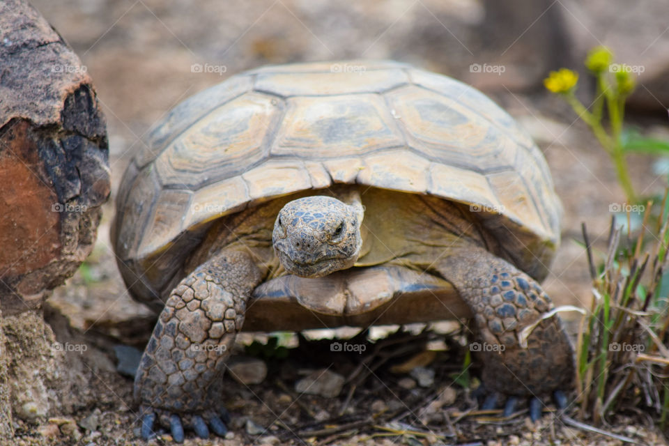 Reptile, Tortoise, Nature, Turtle, Slow