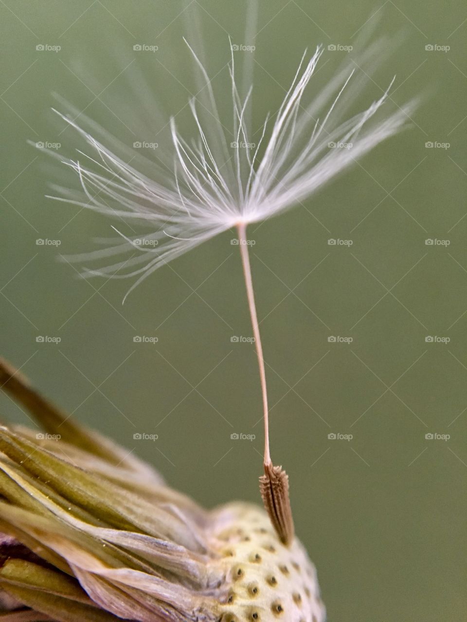 ... last tiny dandelion seed ... hanging by a thread 