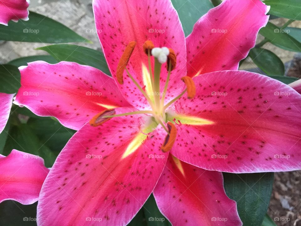 Pink Lily