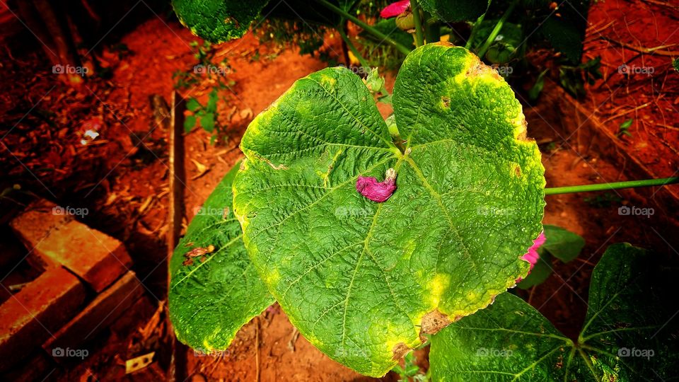 Folha verde em formato de coração.