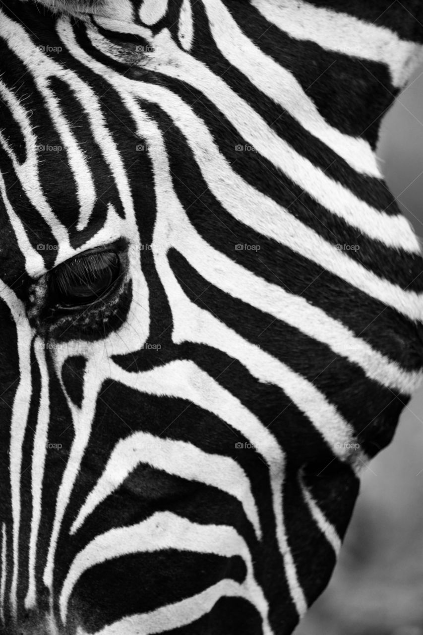 Close up, black and white, zebra face, big eye with bold, striking line and curves