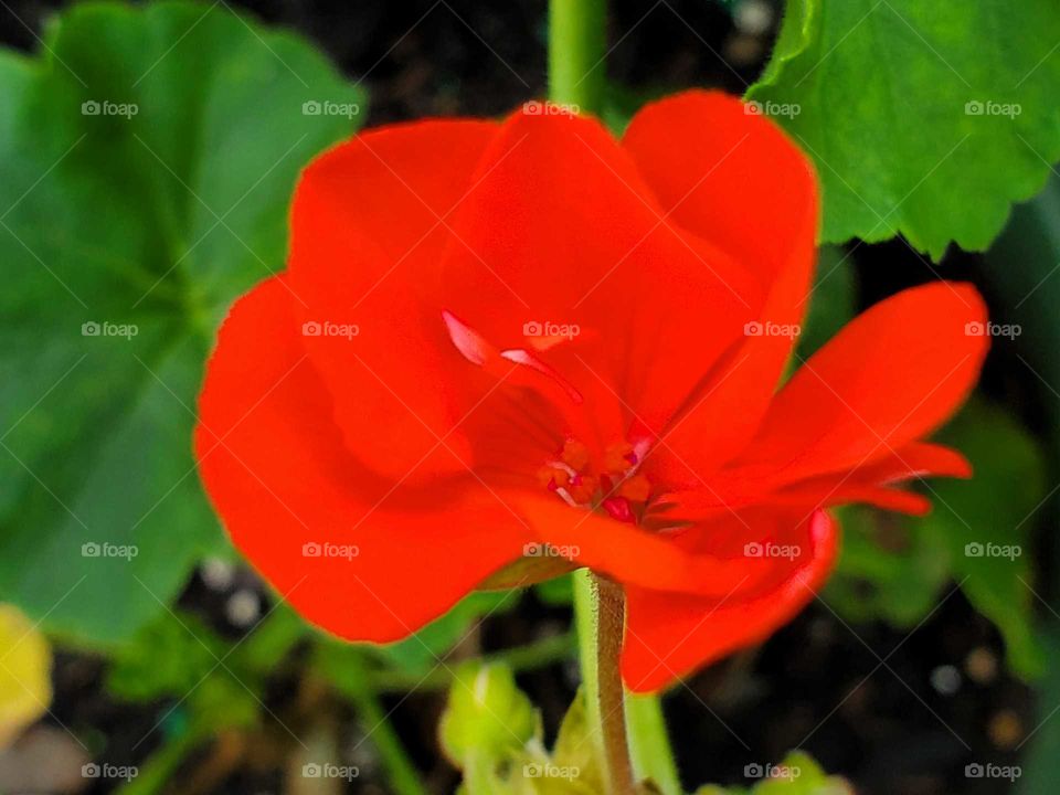 beautiful geranium