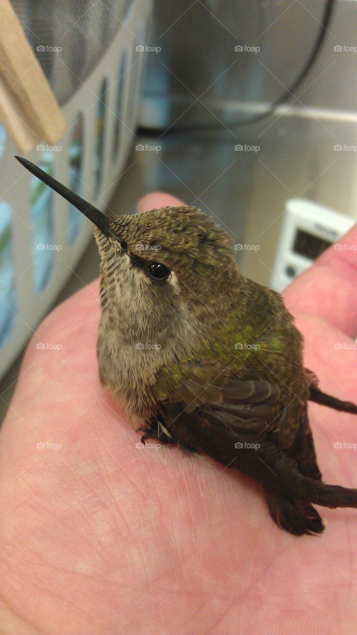 Hummingbird. Hummingbird Rescue