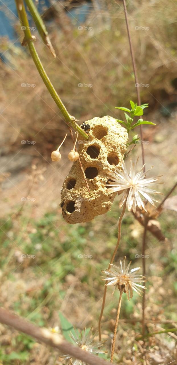 honeycomb, perfect nature, natural circles, round