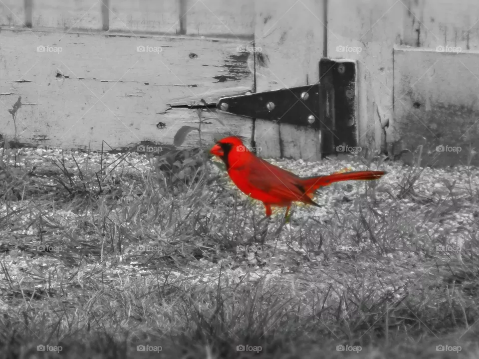 Cardinal