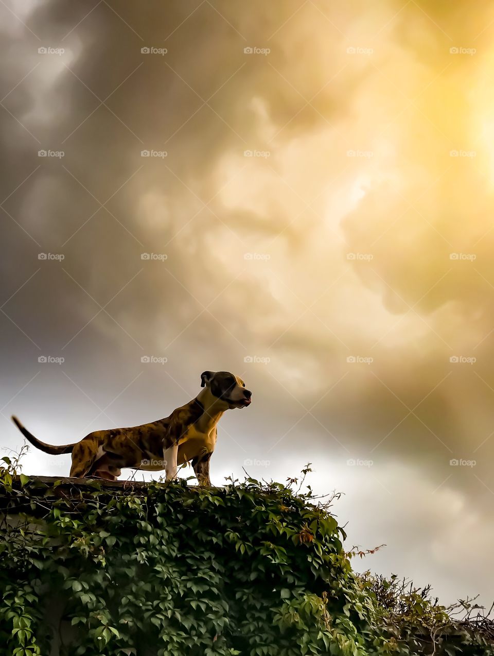 Gaspar es mi mascota y esa es su posición de alerta es un perro adoptado y mi mejor amigo al fondo de la foto se ve la tormenta y el reflejo del sol en las nubes crea un hermoso paisaje que enmarca la figura del perro guardián valiente leal amigable