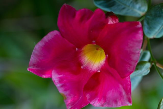 Pink flower