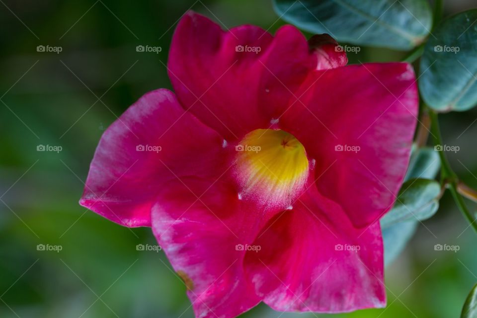 Pink flower