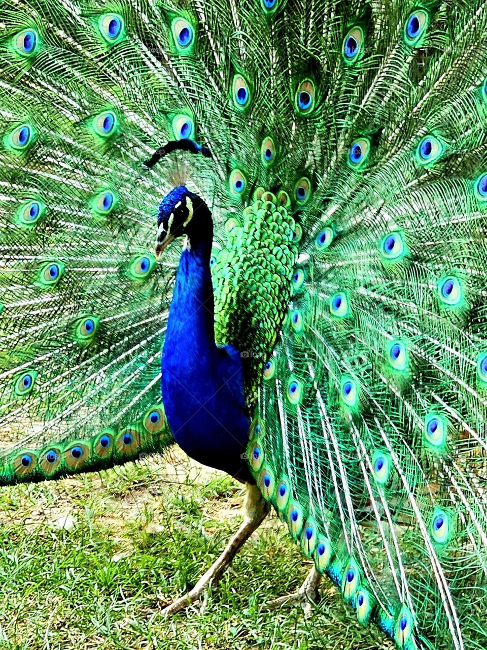 Peacock