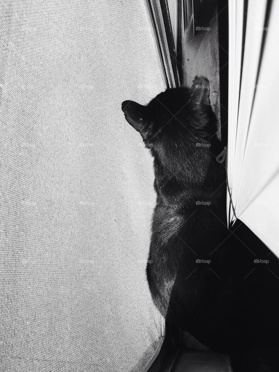 Cat by window