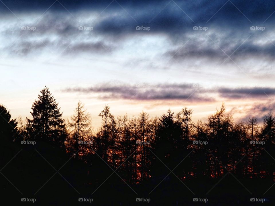 Winter woodland & skies