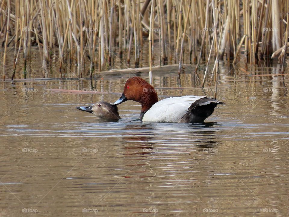 Red-headed Pochards in Love