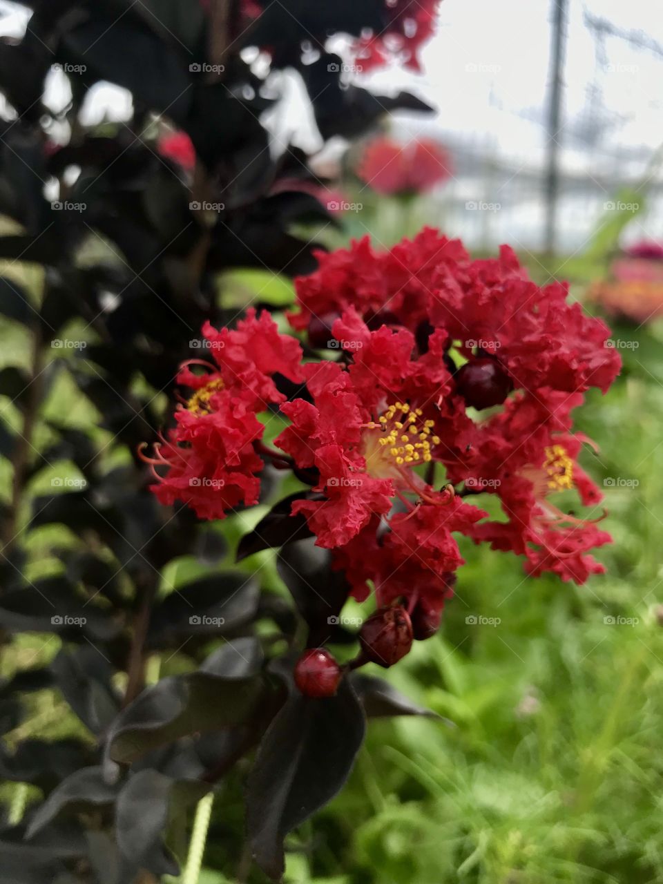 The Queen of the Garden. Red-flowering, Black-leaved Crape Myrtle quietly reigns supreme in this corner of the garden.