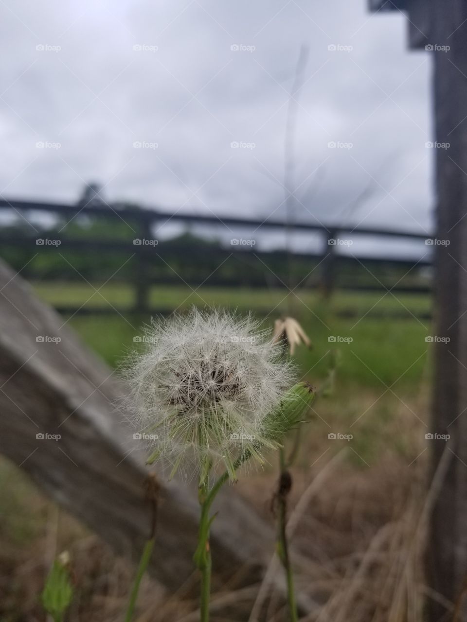 dandelion