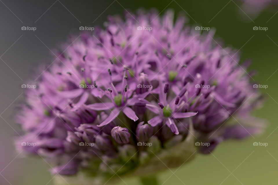 Macro of alliums