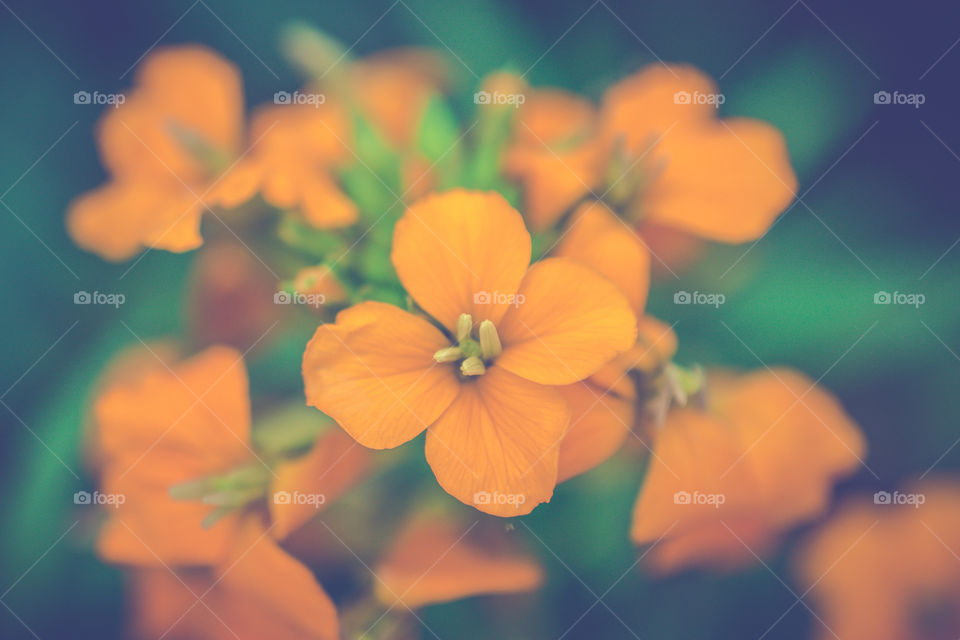 Close-up of orange flowers