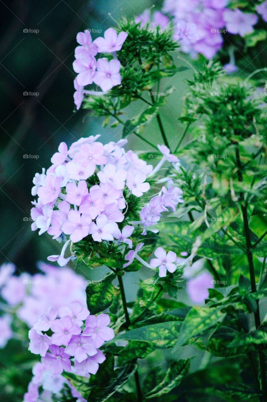 Purple flowers 1. Got to enjoy these flowers at my mom's house cause they didn't survive in my garden