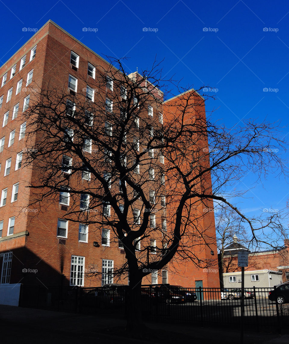 sky blue square tree by delvec