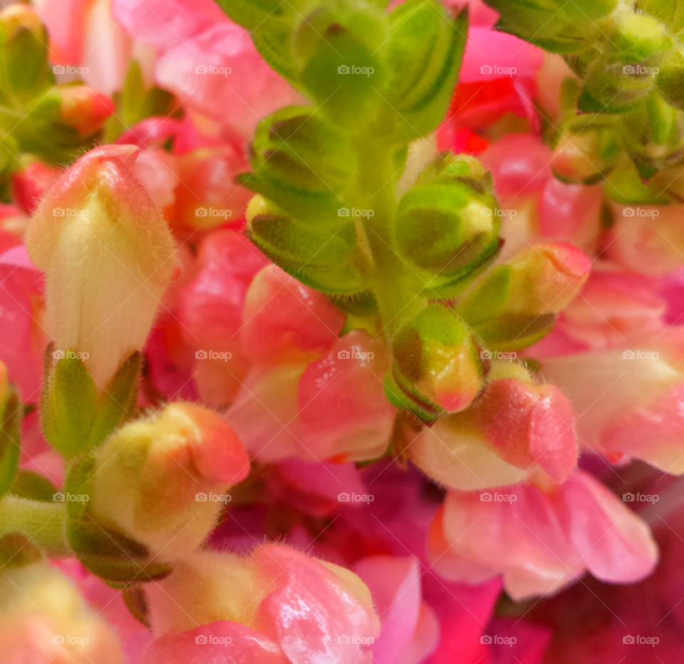 Pink Succulent Flowers