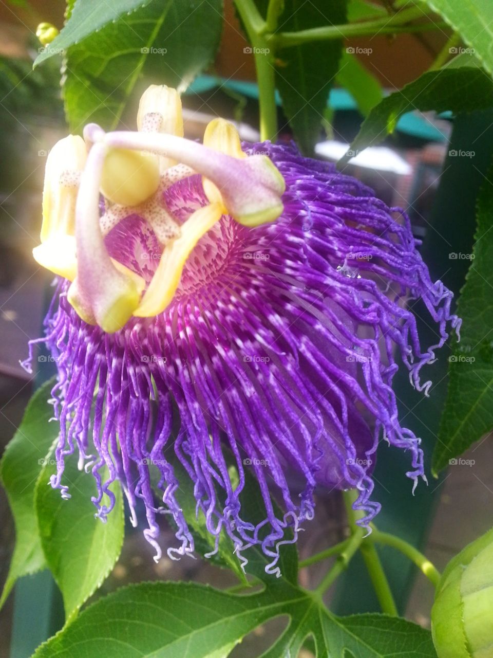 Nature, Leaf, Flora, Summer, Garden