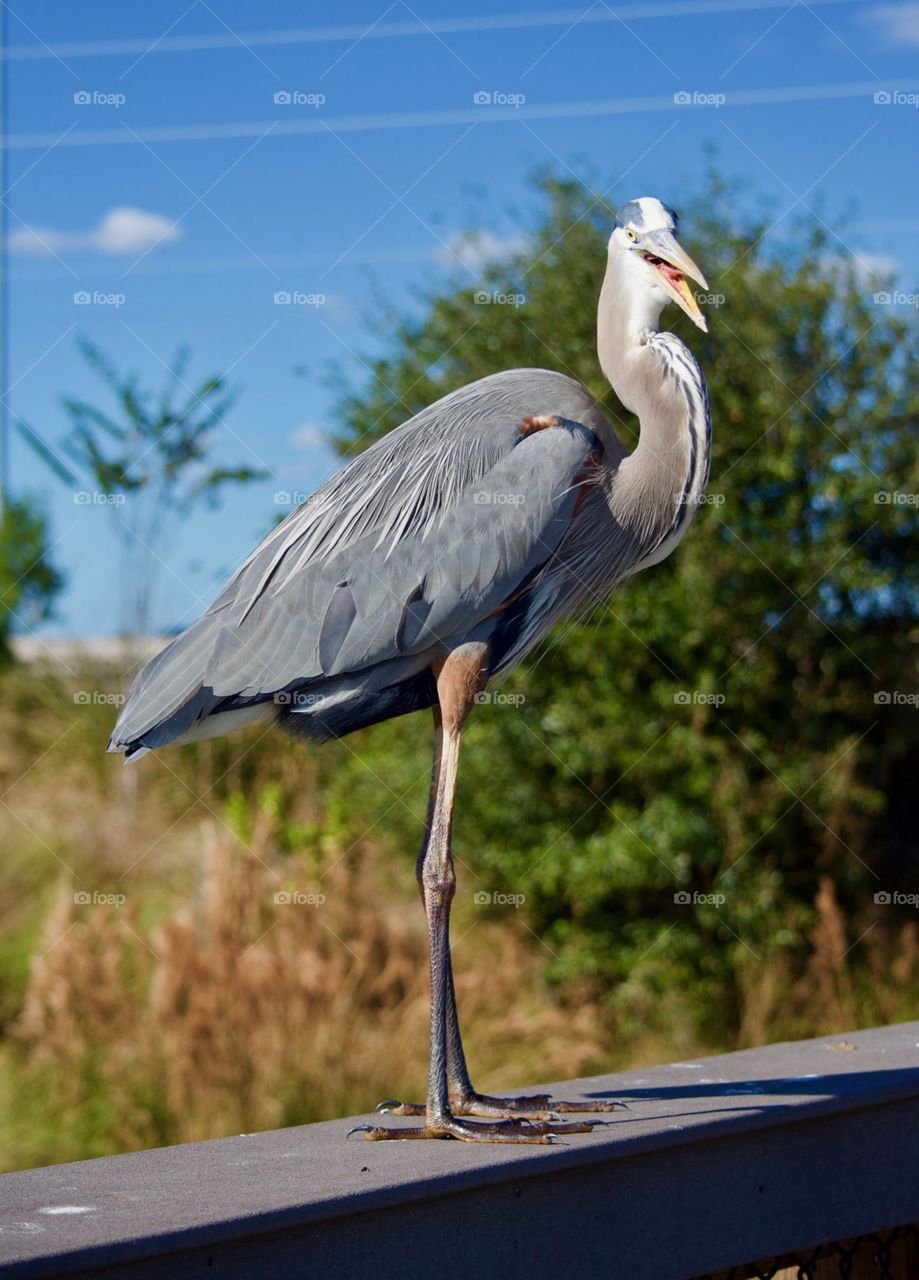 The Great Blue Heron
