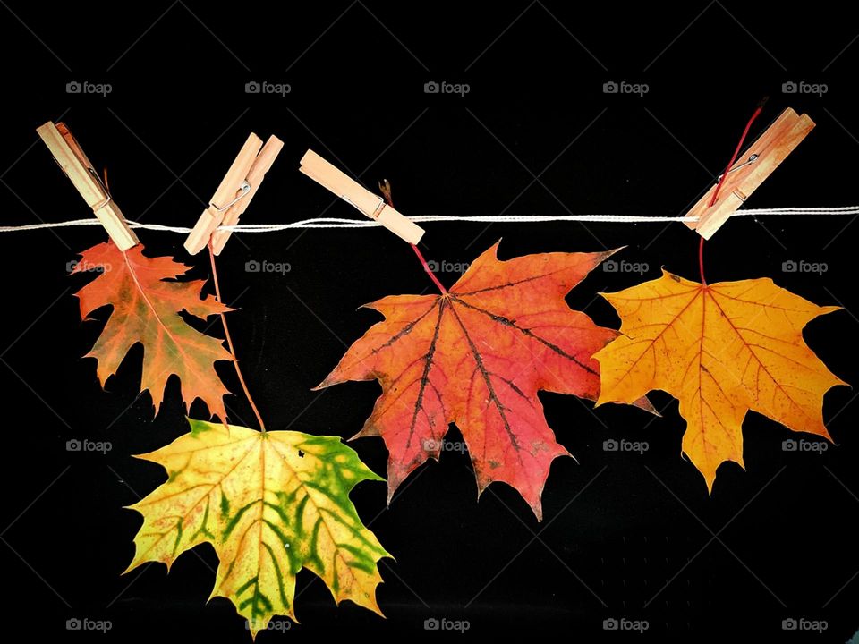 Attached to a white rope with wooden clothespins are a red oak leaf, a yellow-green maple leaf, a red maple leaf, and a yellow maple leaf.  Black background. All shades of autumn