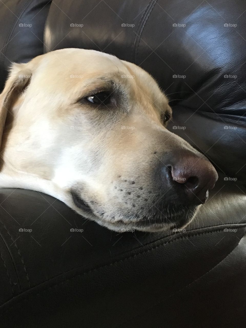 A beautiful dog resting his head on a couch.