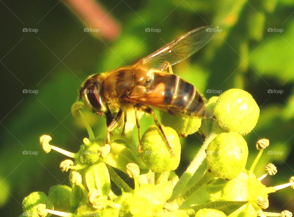 Spring pollinating