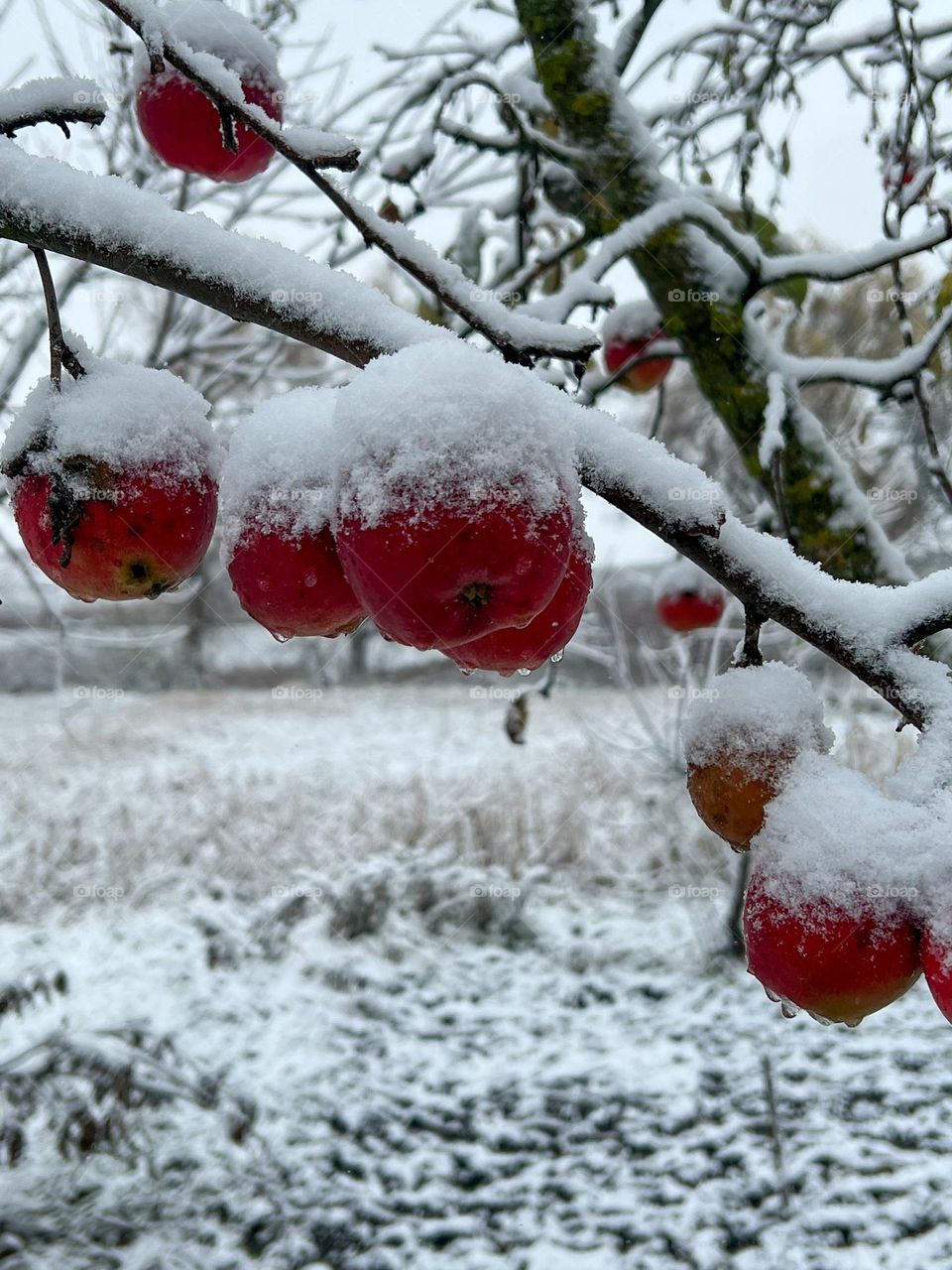 Silent winter garden full of peacefulness and coziness, with apple tree as and apples under the puffy snow