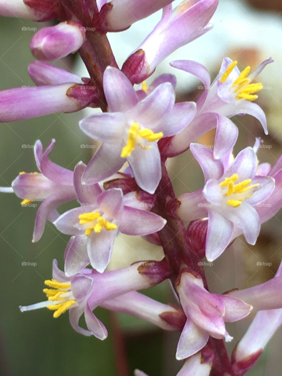 Tiny pink flowers