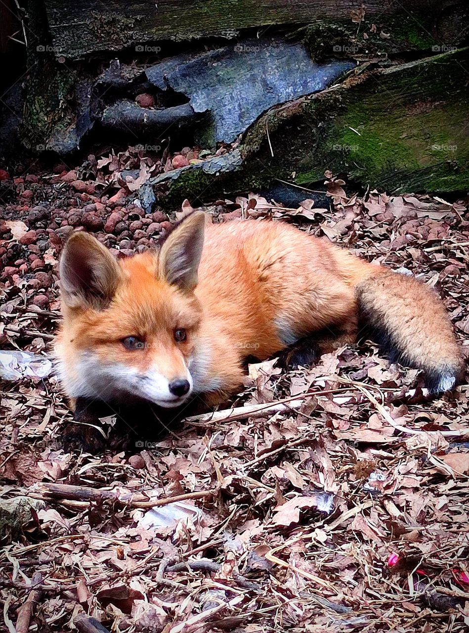 The little fox cuddled up to the ground and watches.  In the background is the foundation of an old wooden house