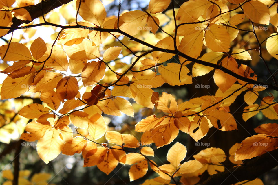 Golden autumn leaves