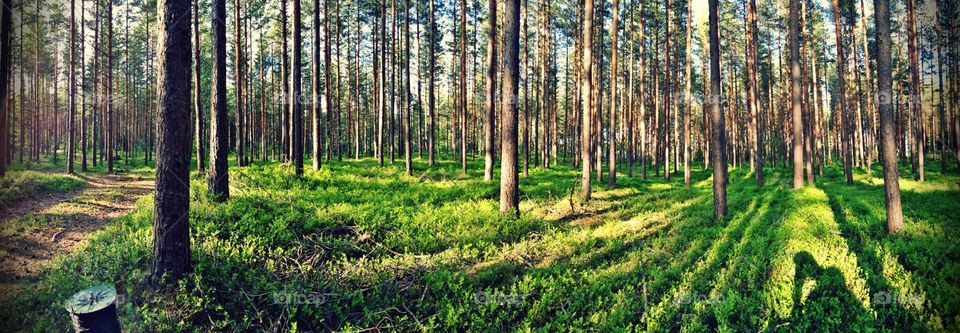 Forest in Finland. Taken last summer with panorama effect. At Hamina, Finland