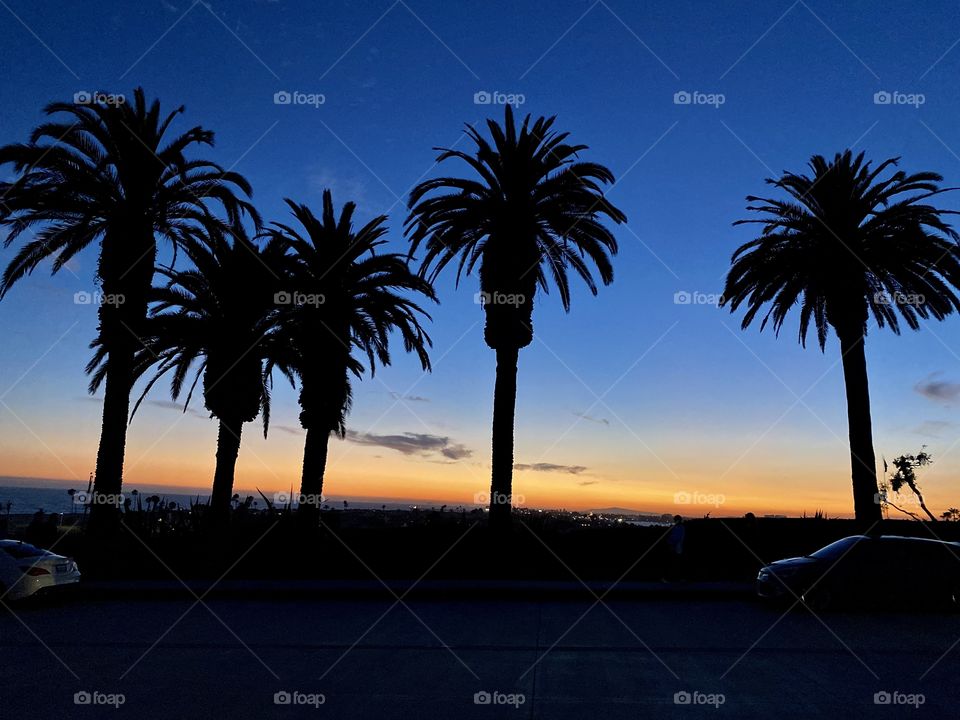 Beautiful sunset in Corona del Mar with palm trees in front of it 