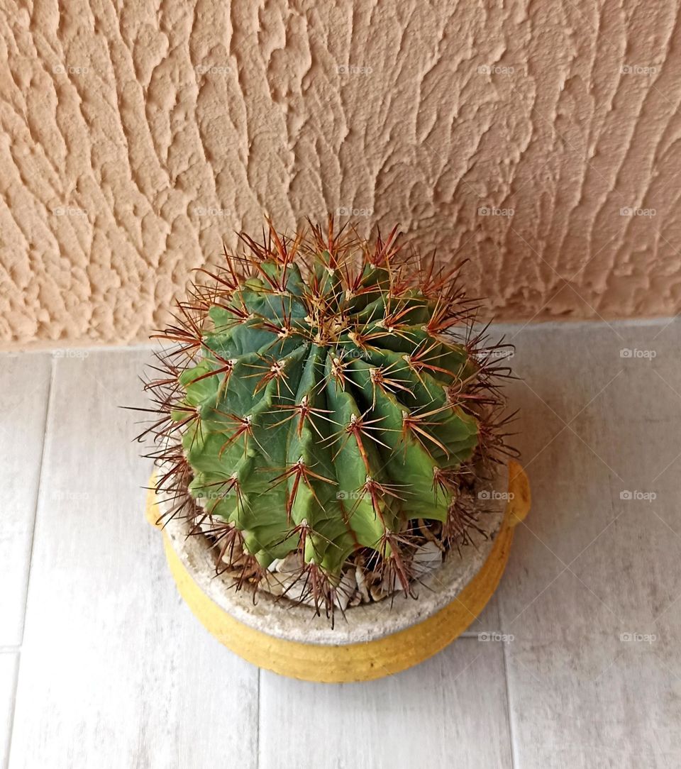 green plants in the pots on a wall background, mobile photography