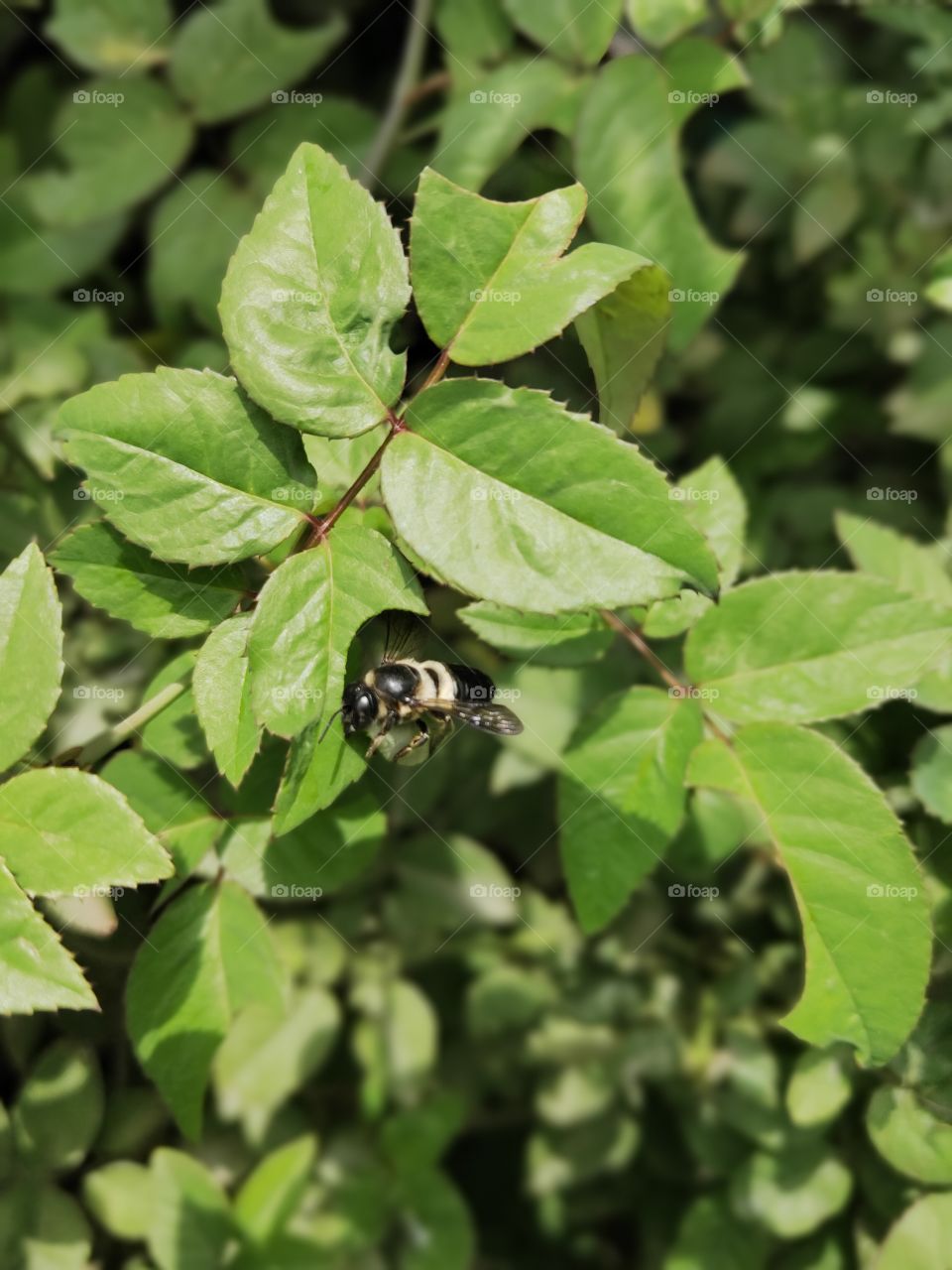 Bee cutting leaf, glorious mother nature.