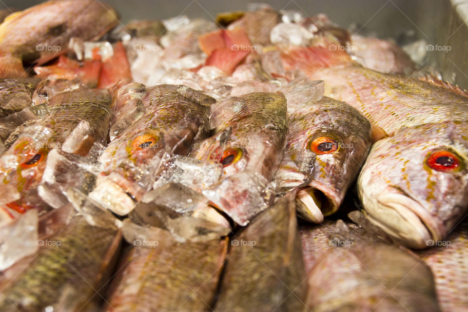 Fish in ice, sea food