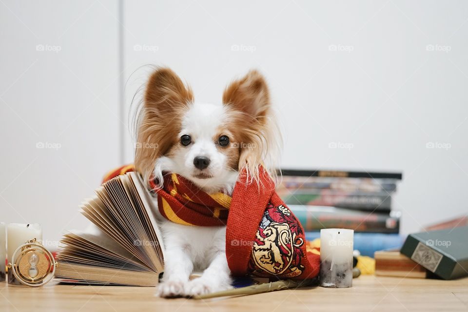 Bangkok, Thailand - Jan 8, 2019 : A photo of a cute dog lying in the Harry Potter book with piles of Harry Potter books on the background. Harry Potter is a famous literature written by J.K. Rowling.