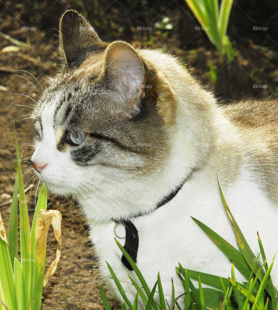 a gray and white cat in the garden