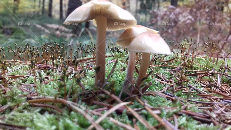 Forest