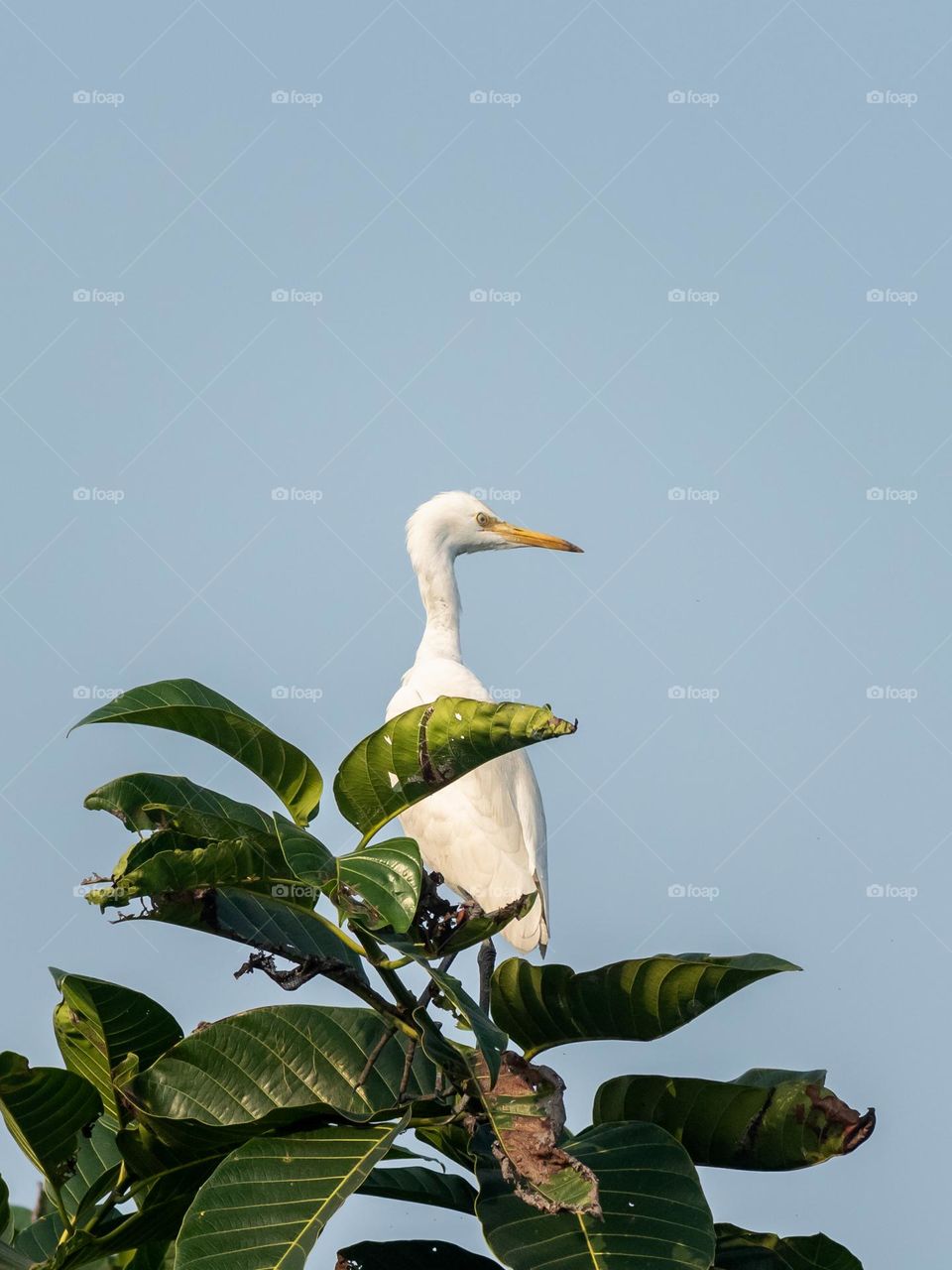 Great egret