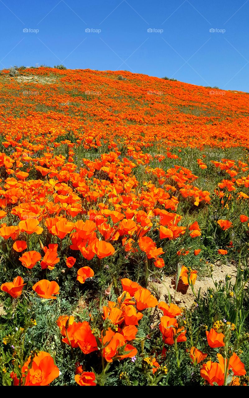 California Blooming