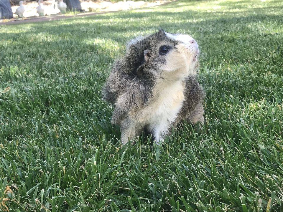 Jade the Guinea Pig looking for her next summertime adventure. 